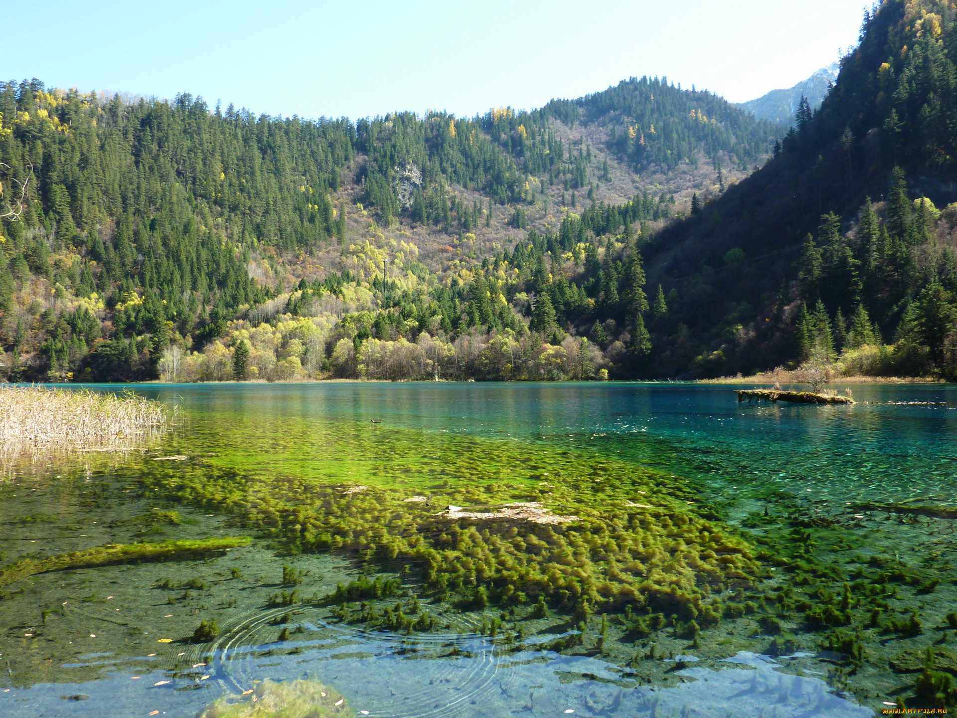 , jiuzhaigou, valley, panda, lake, , , , , 